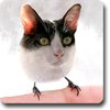 gatto uccello